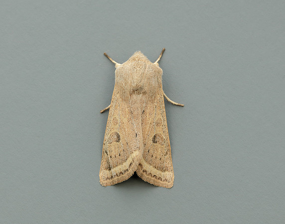 Powdered Quaker Orthosia gracilis