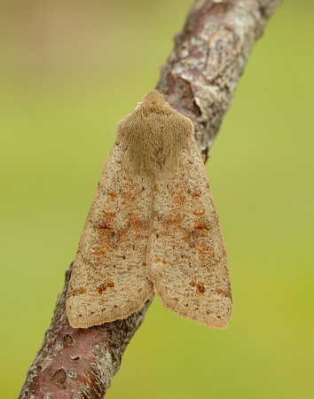 Twin-spotted Quaker Anorthoa munda