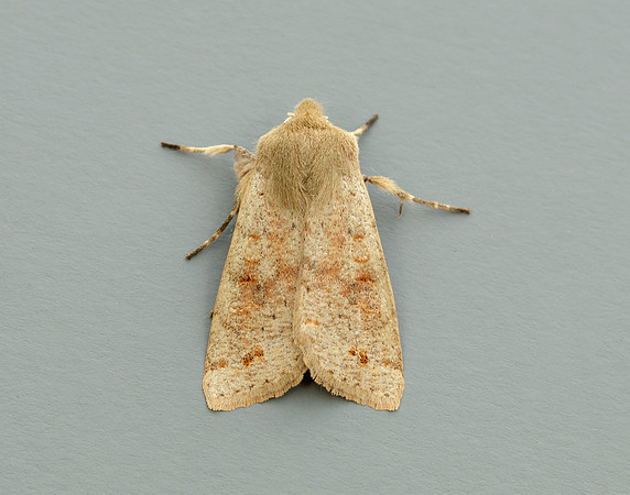 Twin-spotted Quaker Anorthoa munda