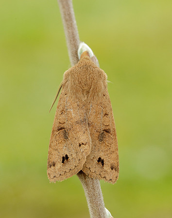 Twin-spotted Quaker Anorthoa munda