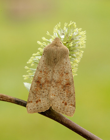 Twin-spotted Quaker Anorthoa munda