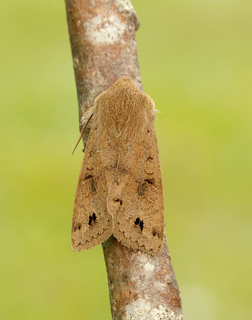 Twin-spotted Quaker Anorthoa munda