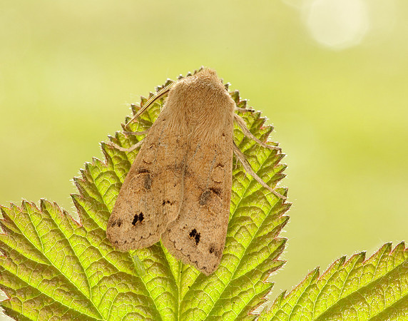 Twin-spotted Quaker Anorthoa munda