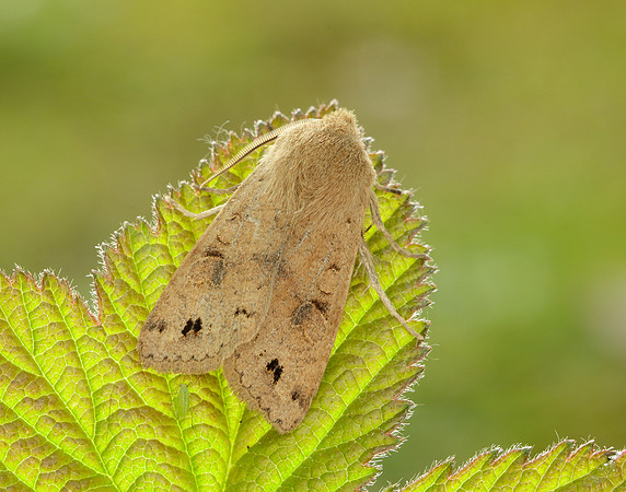 Twin-spotted Quaker Anorthoa munda