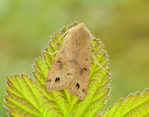 Twin-spotted Quaker Anorthoa munda