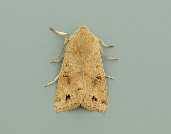 Twin-spotted Quaker Anorthoa munda