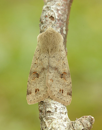 Twin-spotted Quaker Anorthoa munda