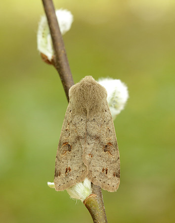 Twin-spotted Quaker Anorthoa munda
