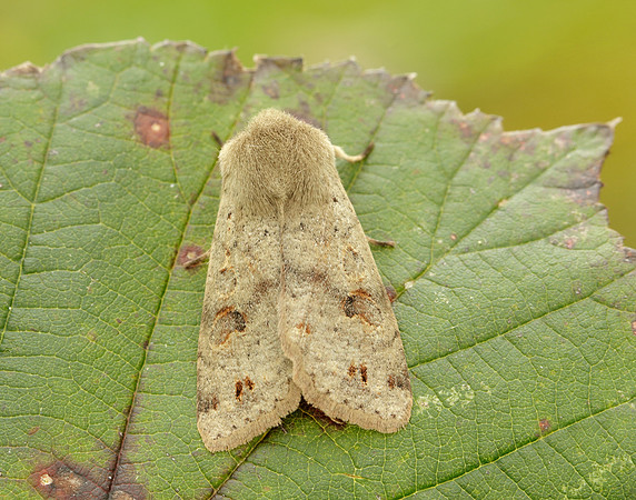 Twin-spotted Quaker Anorthoa munda