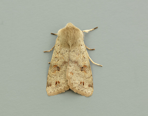 Twin-spotted Quaker Anorthoa munda