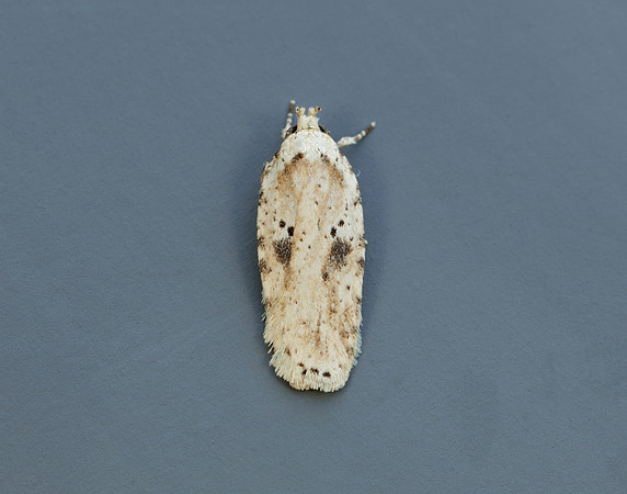 32.017 BF697 Agonopterix arenella
