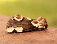 65.008 BF1652 Peach Blossom Thyatira batis