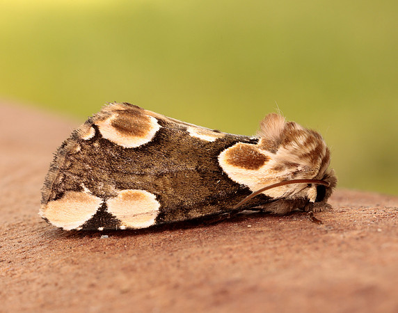 65.008 BF1652 Peach Blossom Thyatira batis