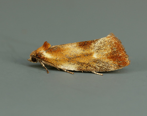 49.090 BF1015 Eulia ministrana
