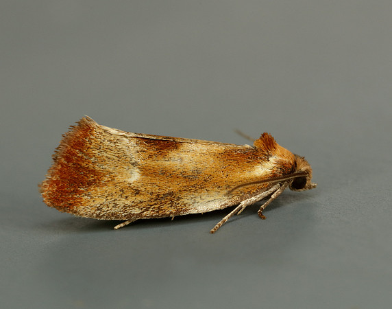 49.090 BF1015 Eulia ministrana