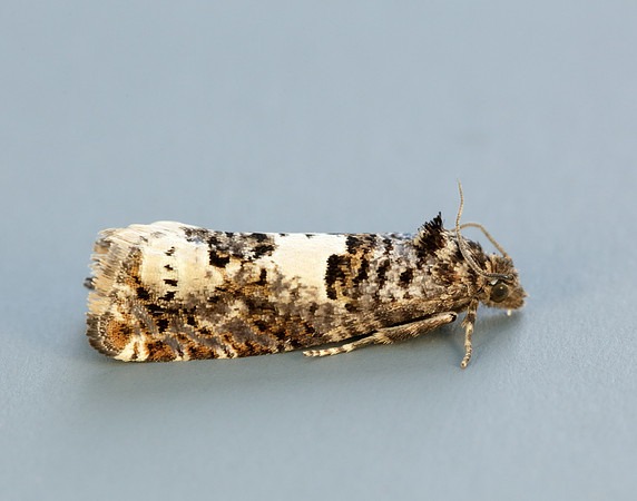 49.285 BF1184 Epiblema scutulana