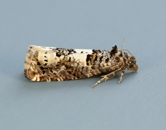 49.285 BF1184 Epiblema scutulana