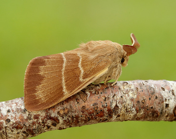 66.008 BF1638 Fox Moth Macrothylacia rubi