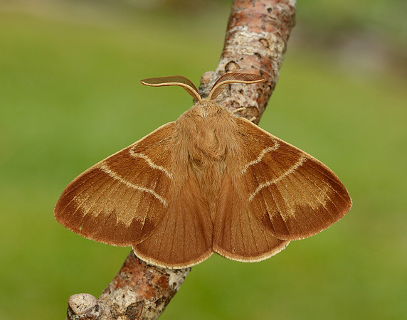 66.008 BF1638 Fox Moth Macrothylacia rubi