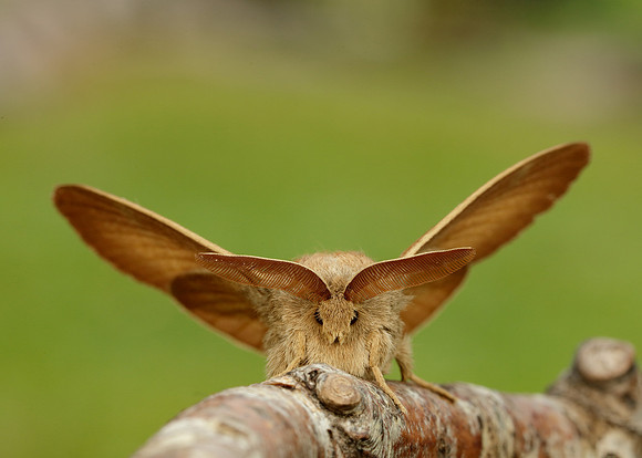 66.008 BF1638 Fox Moth Macrothylacia rubi