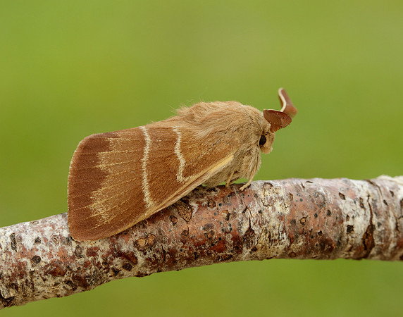 66.008 BF1638 Fox Moth Macrothylacia rubi