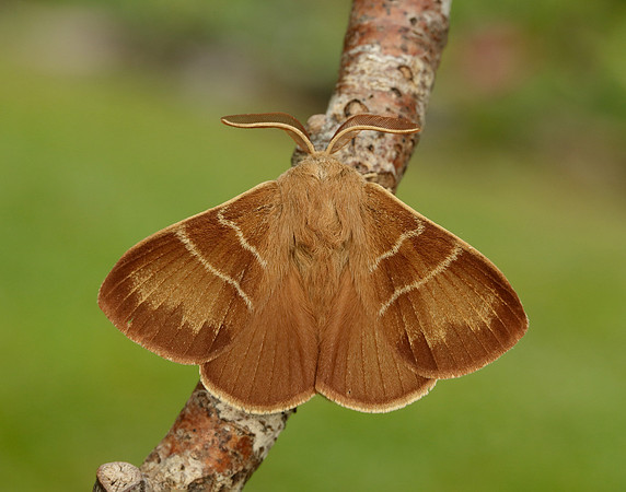66.008 BF1638 Fox Moth Macrothylacia rubi