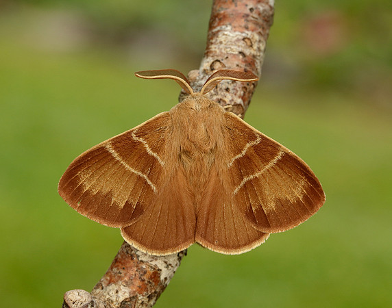 66.008 BF1638 Fox Moth Macrothylacia rubi