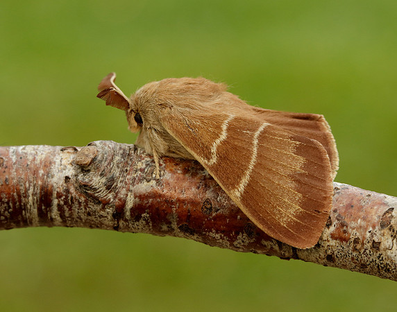 66.008 BF1638 Fox Moth Macrothylacia rubi
