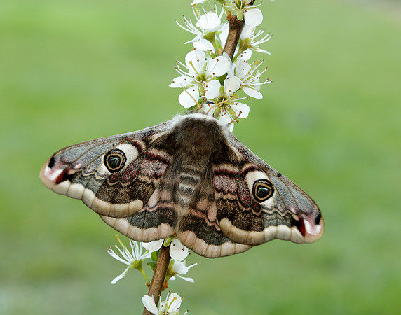68.001 BF1643 Emperor Moth Saturnia pavonia