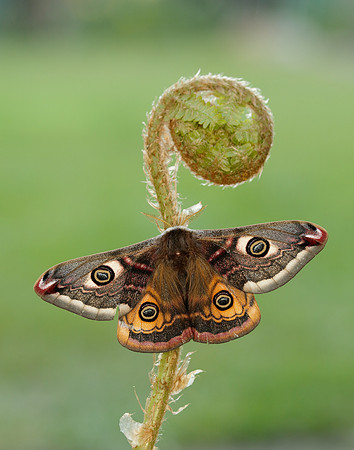 68.001 BF1643 Emperor Moth Saturnia pavonia