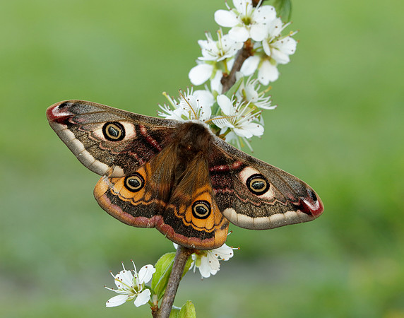 68.001 BF1643 Emperor Moth Saturnia pavonia