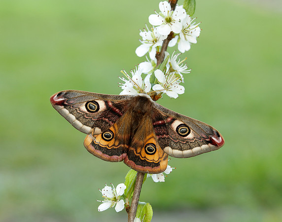 68.001 BF1643 Emperor Moth Saturnia pavonia