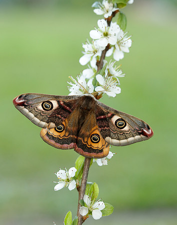 68.001 BF1643 Emperor Moth Saturnia pavonia