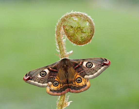 68.001 BF1643 Emperor Moth Saturnia pavonia