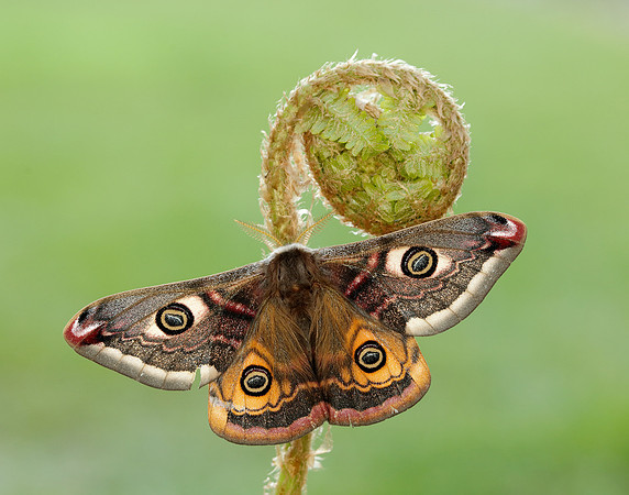 68.001 BF1643 Emperor Moth Saturnia pavonia