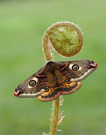 68.001 BF1643 Emperor Moth Saturnia pavonia