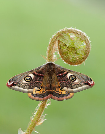 68.001 BF1643 Emperor Moth Saturnia pavonia