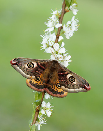 68.001 BF1643 Emperor Moth Saturnia pavonia
