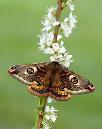 68.001 BF1643 Emperor Moth Saturnia pavonia