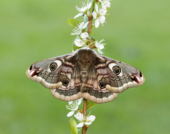 68.001 BF1643 Emperor Moth Saturnia pavonia