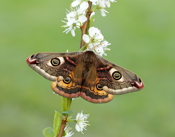 68.001 BF1643 Emperor Moth Saturnia pavonia