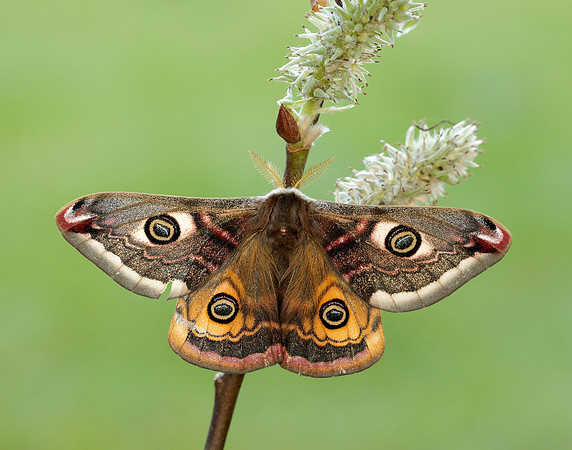 68.001 BF1643 Emperor Moth Saturnia pavonia