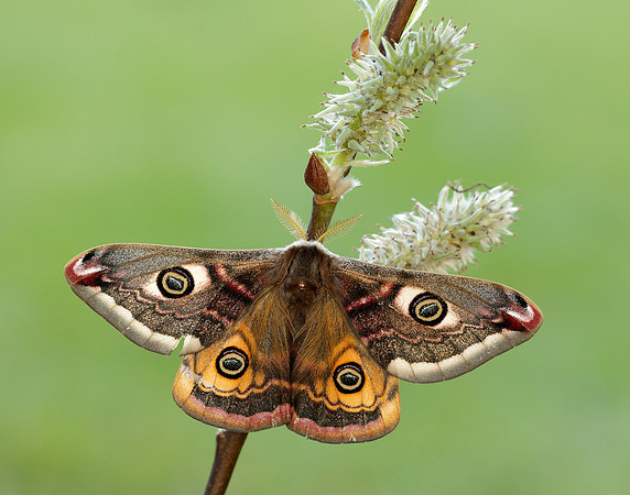 68.001 BF1643 Emperor Moth Saturnia pavonia