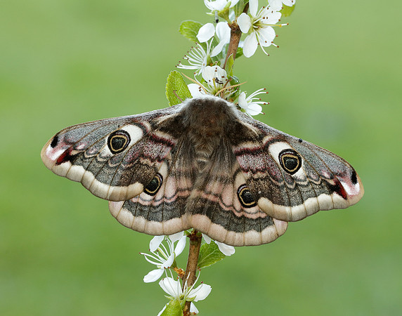 68.001 BF1643 Emperor Moth Saturnia pavonia