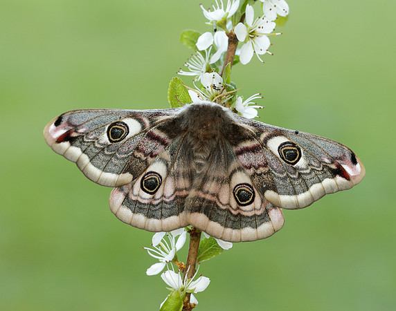 68.001 BF1643 Emperor Moth Saturnia pavonia