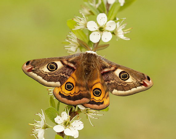 68.001 BF1643 Emperor Moth Saturnia pavonia
