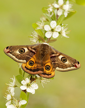 68.001 BF1643 Emperor Moth Saturnia pavonia