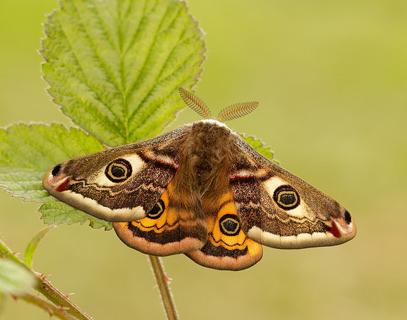 68.001 BF1643 Emperor Moth Saturnia pavonia