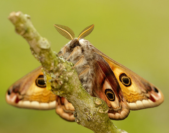 68.001 BF1643 Emperor Moth Saturnia pavonia