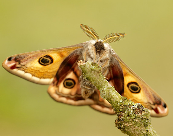 68.001 BF1643 Emperor Moth Saturnia pavonia